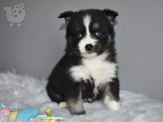 PoulaTo: Εκπληκτικά Pomsky κουτάβια